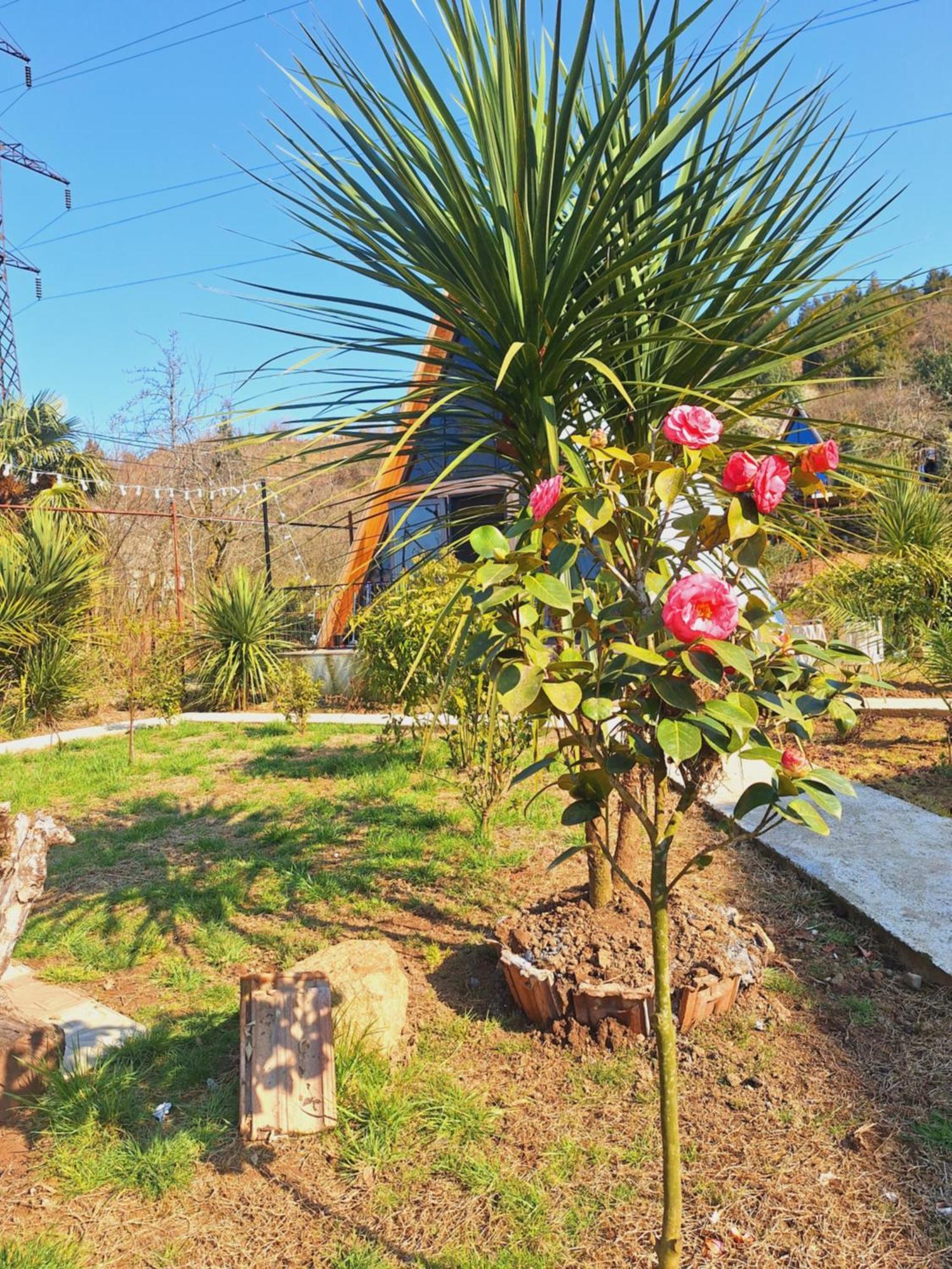 Paradise Cottage Tsikhisdziri Εξωτερικό φωτογραφία